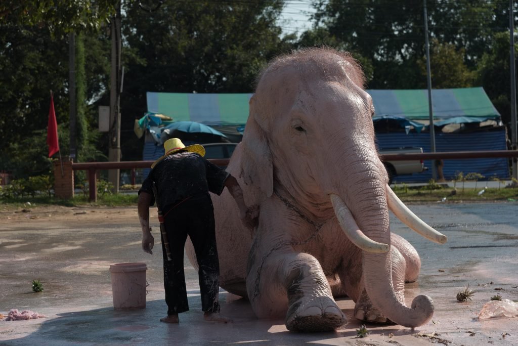 Pink Elephant in Ayutthaya