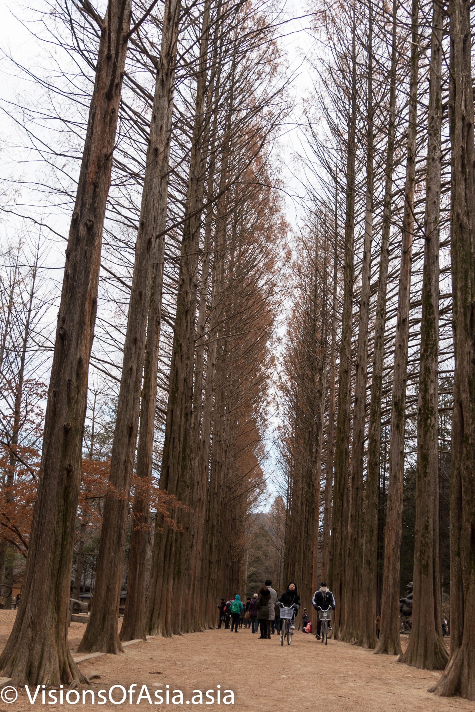 Maples alley on nami island