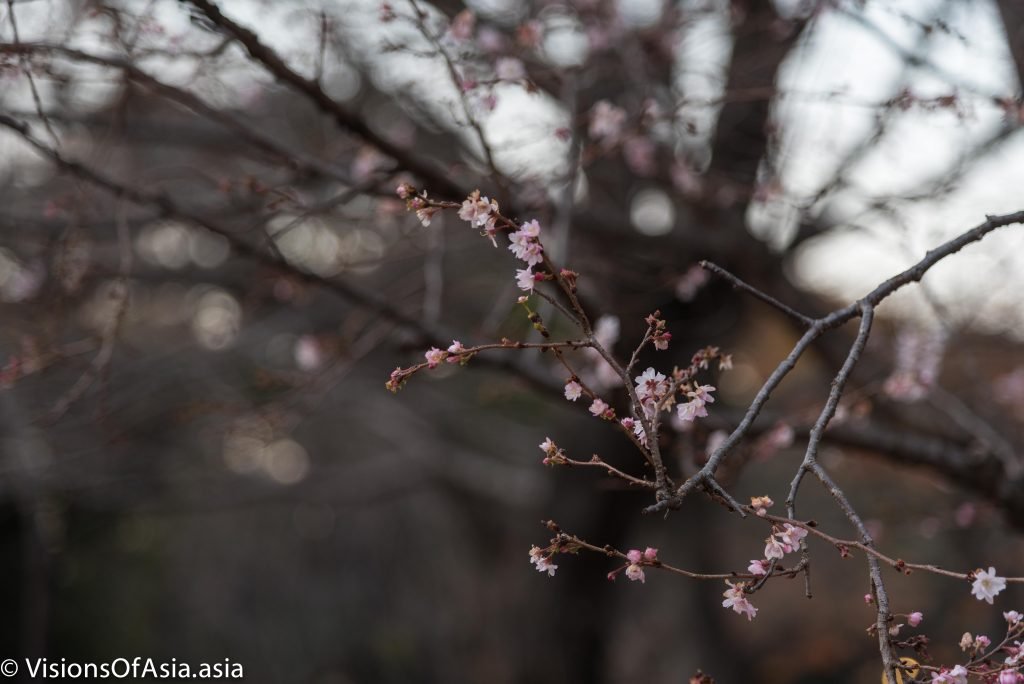 Sakura in December