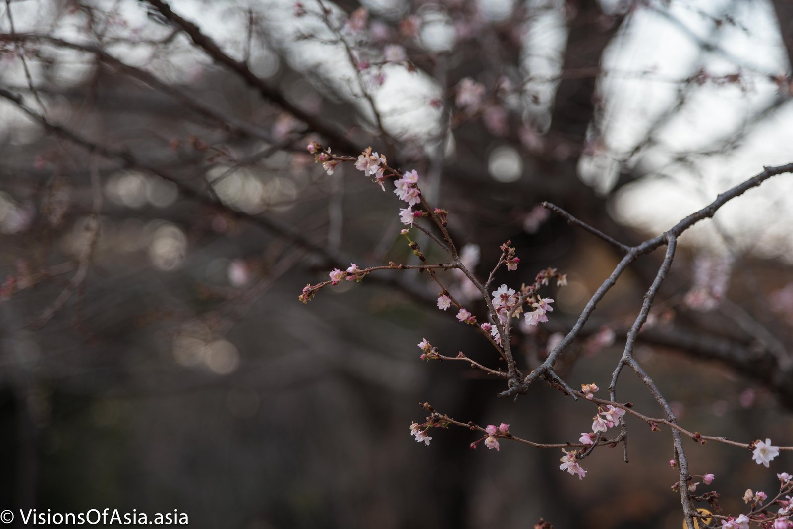 Sakura in December