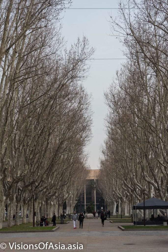 Plane tree avenue