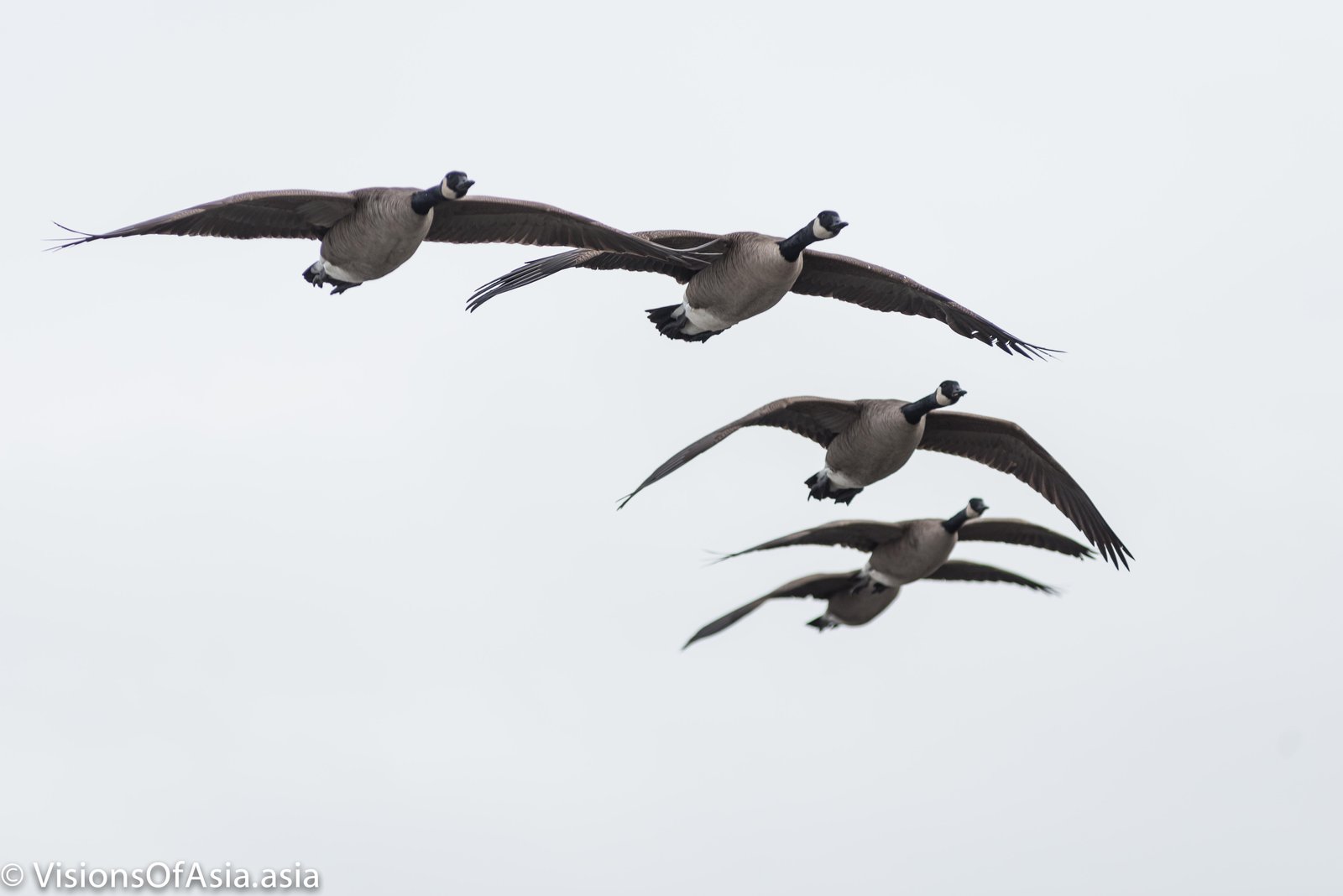 Geese flying in English bay