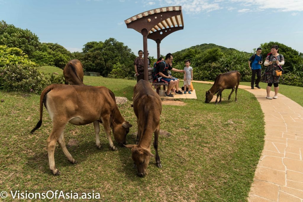 Feral Cattle in Tap Mun island